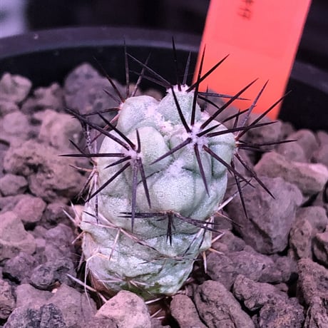 オルテゴカクタスマクドガリー | STORES