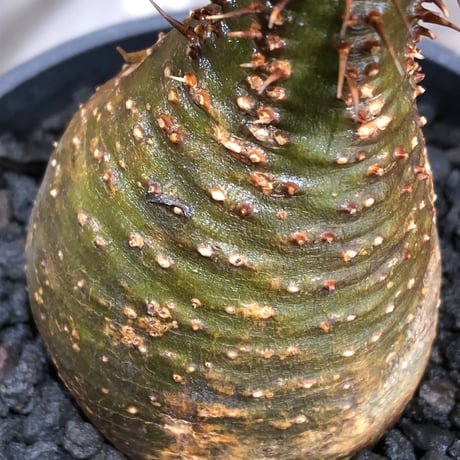 pachypodium gracilius《大きめS size》※現地球株発根済※チャームポイント的現地焼け＆極green肌を兼ね備えた良樹形株‼︎※black bowl pot植え