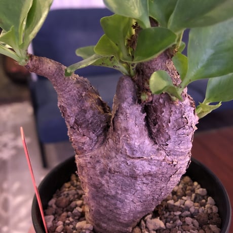 euphorbia  itremensis《M size》コンパクトにまとまったイトレ‼︎味のある表皮のひび割れに力強さを感じる1株‼︎