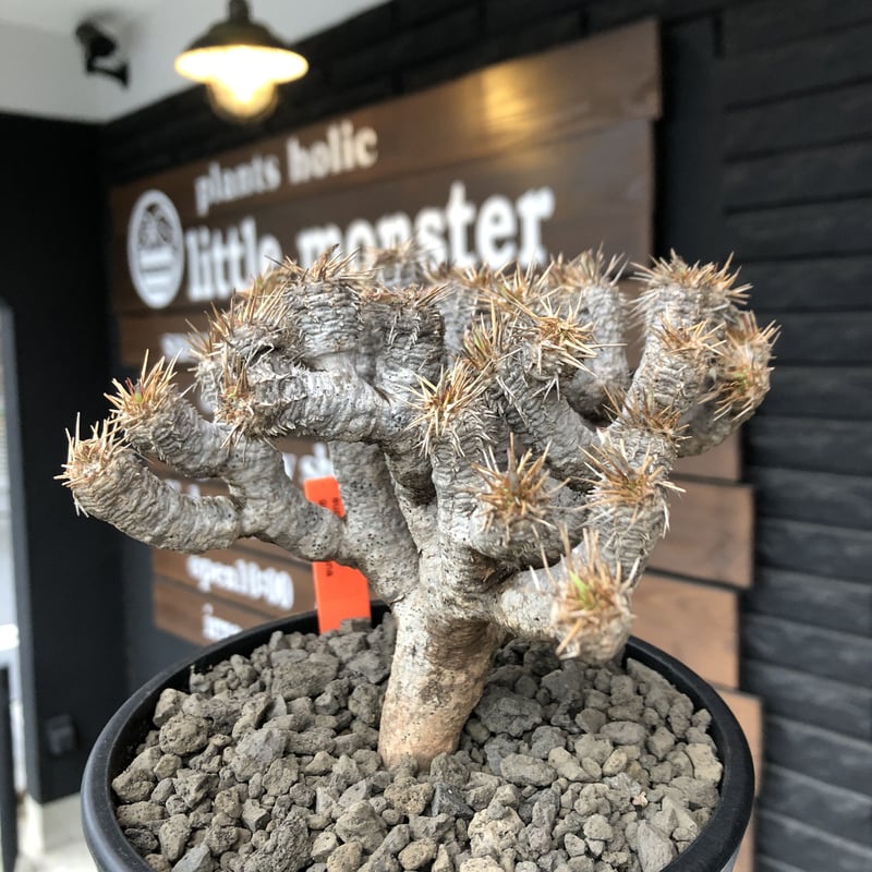 euphorbia guillauminiana《M size》※現地球発根済株※店主国内管 