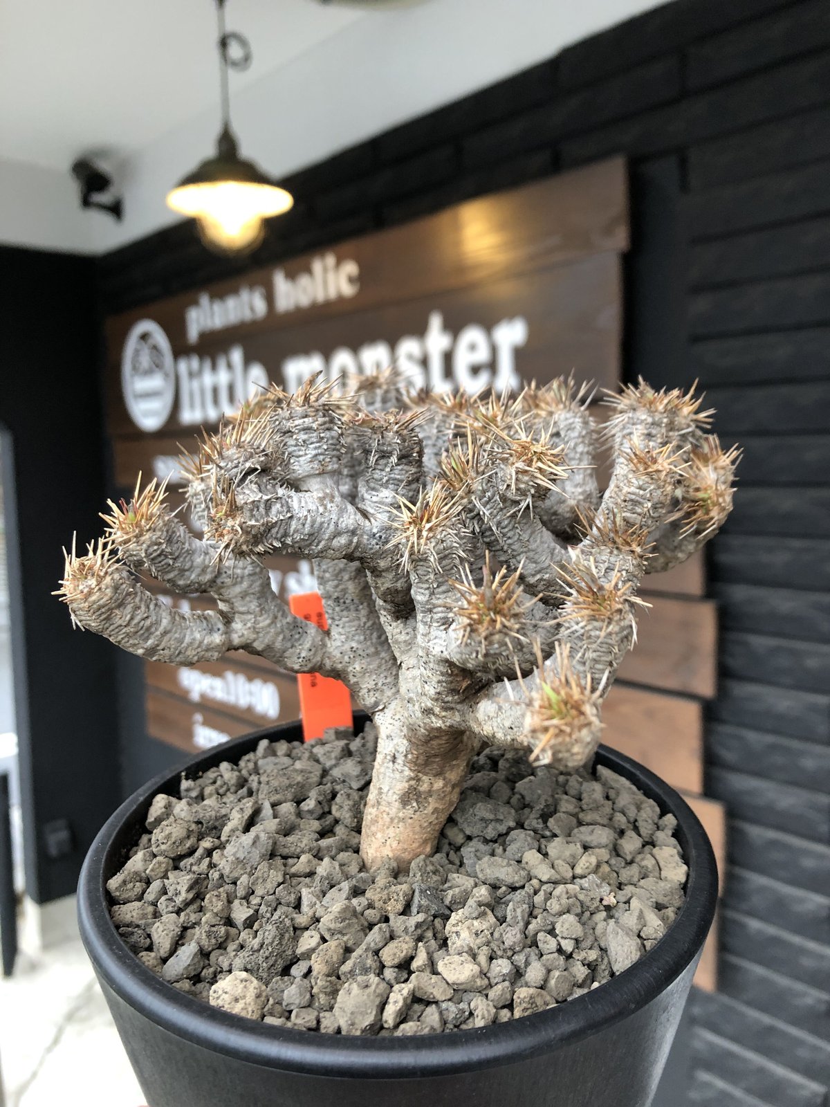 euphorbia guillauminiana《M size》※現地球発根済株※店主国内管 