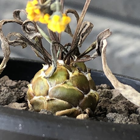 othonna   lepidocaulis《S size》※littmon seed🌱※ボール型からの成長と表皮の変色の変化も楽しめる一株※mad black pot植え