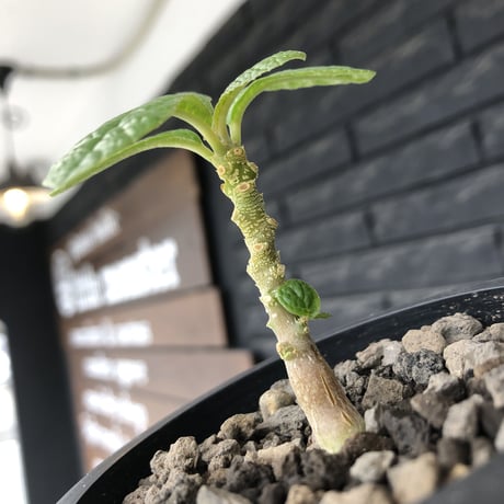 希少‼︎ dorstenia   gigas《大きめS size》littmon  seed🌱（実生株）※今季成長&枝振りに期待できる将来有望人気者ギガス※mad black pot植え