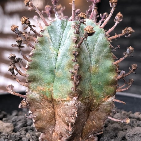 euphorbia horrida alba × valida《大きめS size》※現地球株発根済※両者の良さが相まった現地自然交配による激レア渾身の一株※black bowl pot植え