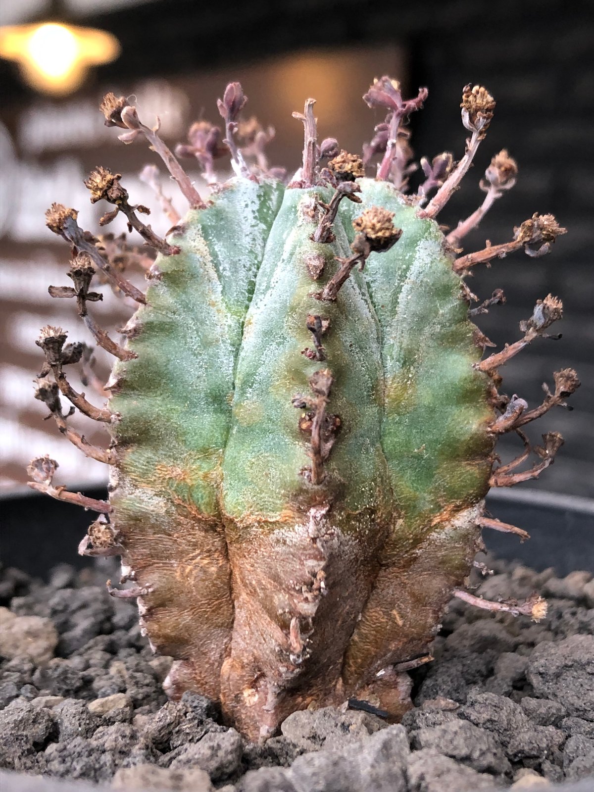超新鮮! Euphorbia hadramauticaの種10粒 超新鮮! Euphorbia hadramauticaの種10粒 - メルカリ