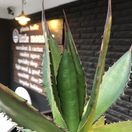 agave horrida《大きめL size》※現地球発根後店主国内管理3年株※締まり&樹形balance良き大きめホリダ※mad black bowl pot植え