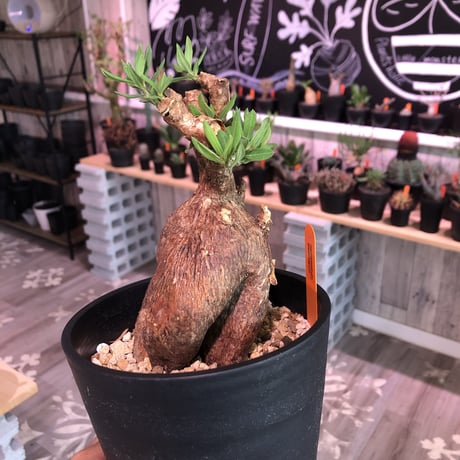 packypodium  bispinosum《M ~L size》sizeバラバラ