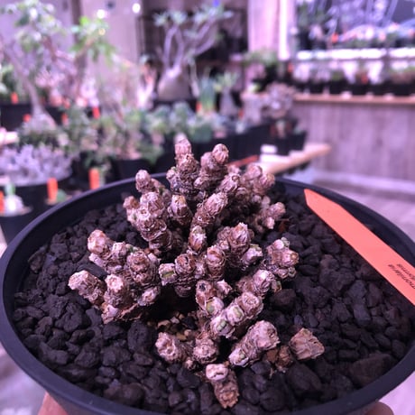 monilaria   pisiformis《S  size》※モニラリア属　最上位種　激希少群生株 ※冬型caudex‼︎   ※浅鉢植え