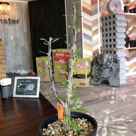 フォークイエリア　ディグエッティ　抜き苗 plants フラワー・ガーデニング フォークイエリア ディグエッティ 抜き苗