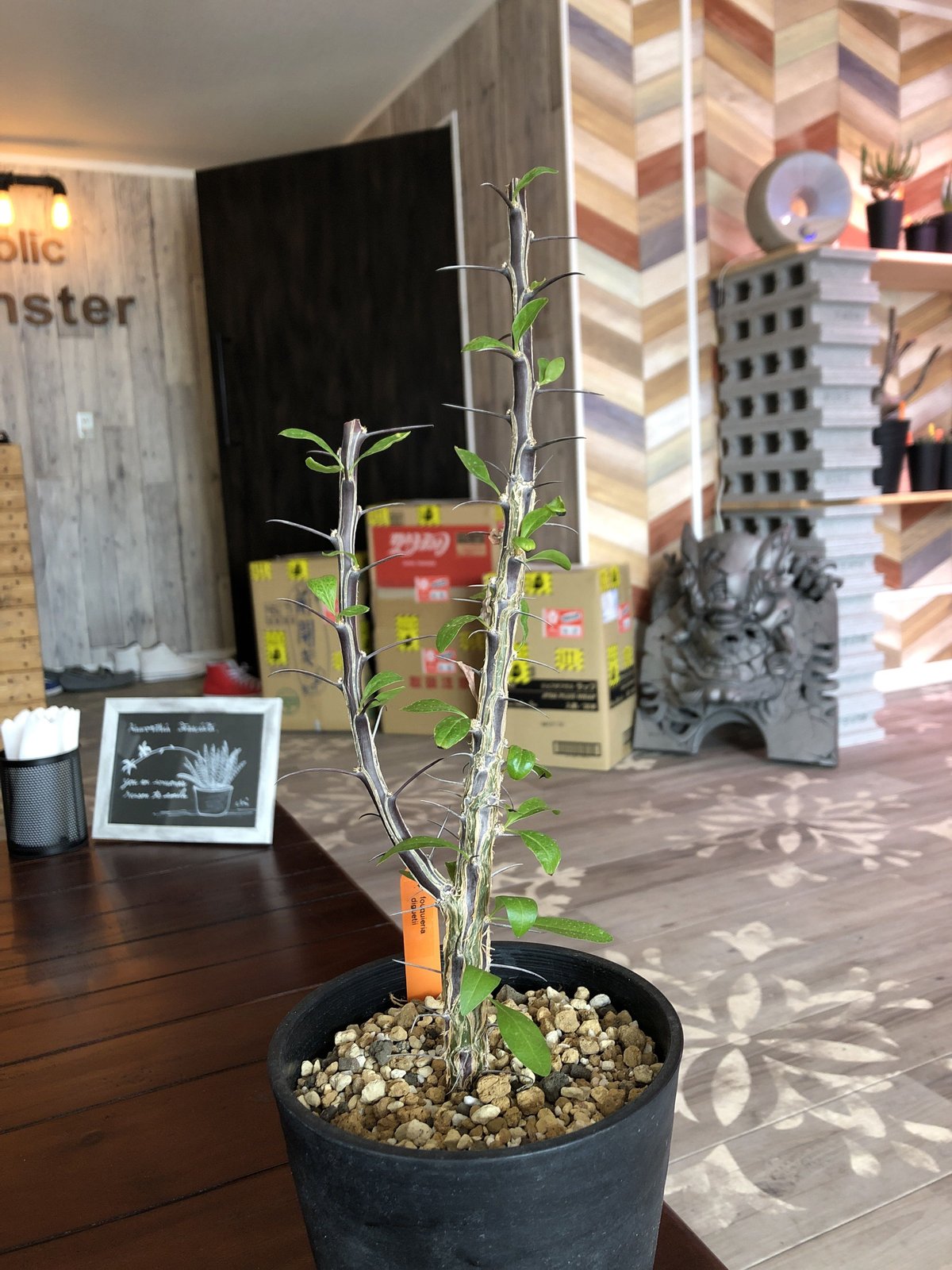 楽天市場】コーデックス：フォークイエリア ディグエッティ 実生*葉幅