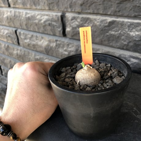 pentagonanthus grandiflorus ssp.glabrescens《S size 》※現地球発根後店主国内管理2年株※激希少種‼︎可愛すぎるサイズ※mad black pot植え