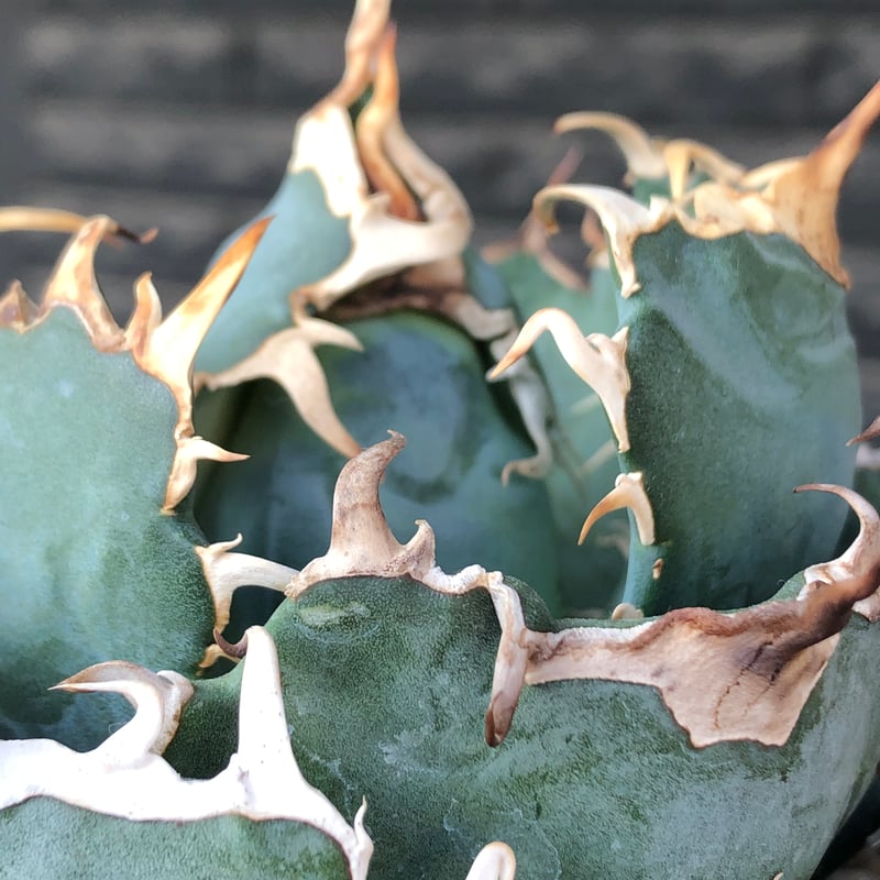 agave titanota 白鯨強棘陽炎bowl type《L size》※現地球株発根済