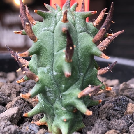 euphorbia schoenlandii《S size》※littmon seed株※小振りながら大株に負けないワイルドさと身体に見合わない太棘を持つ将来有望株※black bowl pot植え