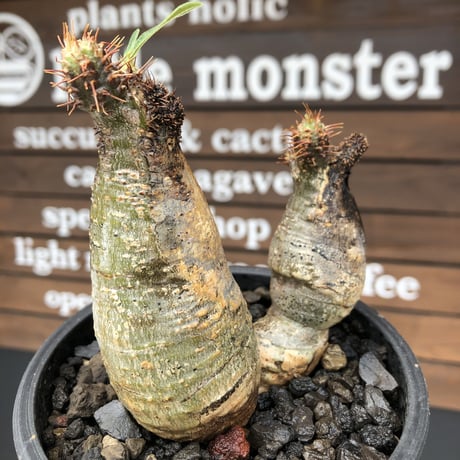 pachypodium  gracilius《M size》希少‼︎w-he'd＆現地焼け株※現地球発根後店主国内管理2年株※良樹形バランスを持ち良きサイズ感※mad black pot植え