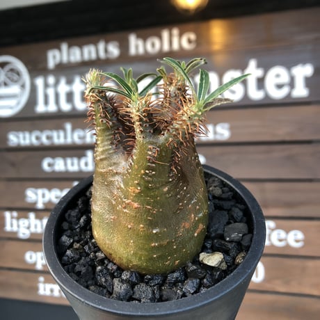 pachypodium  gracilius《大きめS size》激希少‼︎極green肌&赤棘※現地球発根済株※店主国内管理2年株※短枝ぼってり樹形＆枝振りも◎※mad black pot植え