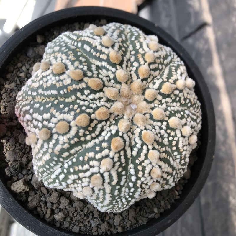 astrophytum asterias var.ミラクル兜《XL size》big株且つ極白