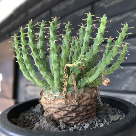 euphorbia gorgonis《M size》※現地球発根後店主国内管理3年株※人気🐙タコもの‼︎美多肉質葉&木質wild塊根の二面性が魅力※mad  black  pot植え