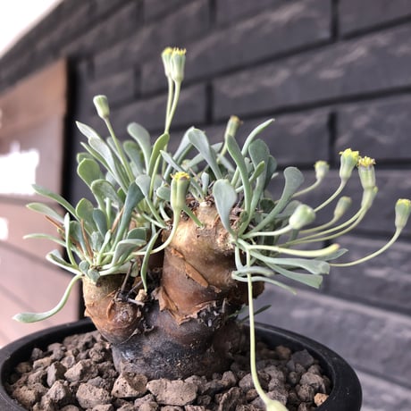 othonna  euphorbioides《M size》※現地球発根後店主国内管理3年株※株元は太く綺麗目肌の持ち主‼︎※mad black pot植え