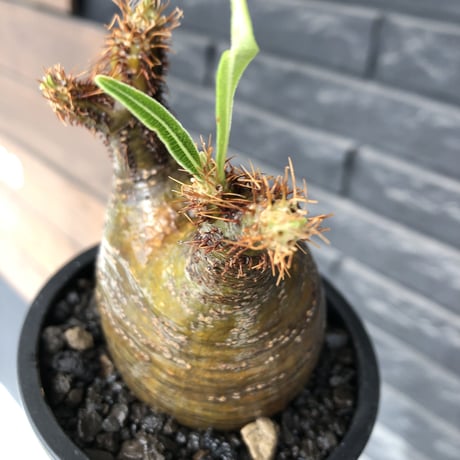 packypodium  gracilius《小さめM size》希少二頭枝※現地球発根済株※店主国内管理2年株※かわいすぎる二頭枝‼︎成長楽しみなサイズ感＆ぼってり株※mad black pot植え