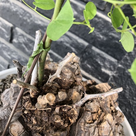 dioscorea elephantipes アフリカ亀甲竜《大きめL L size》大株※現地球発根後店主国内管理18年株※好きな方には堪らないwildすぎる出立ち※mad white 浅鉢植え