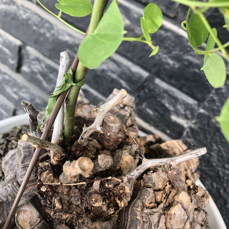 dioscorea elephantipes アフリカ亀甲竜《大きめL L size》大株 dioscorea elephantipes アフリカ亀甲竜《大きめL L size》大株