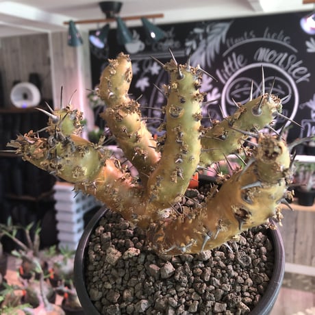 sarcocaulon crassicaule《 大きめL size》※極太且つ多枝振りなwild強刺‼︎美大輪の白花が堪らない‼︎最高枝振りbalance※mad black bowl pot植え