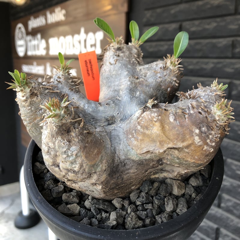 pachypodium eburneum《L size》※現地球発根後店主国内管理4年株