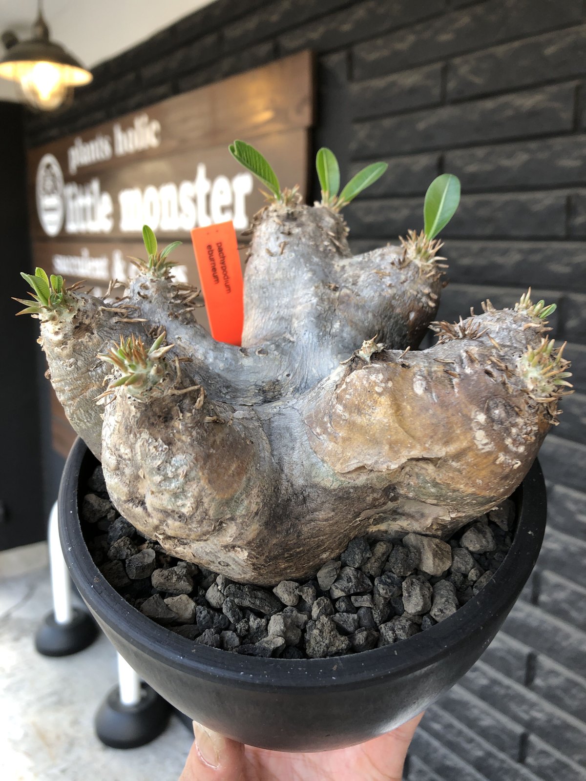 pachypodium eburneum《L size》※現地球発根後店主国内管理4年株※岩肌質にエブレらしいwildな樹形＆良きサイズ感※mad  black bowl pot植え