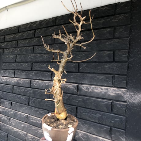 bursera fagaroides《 L L size》極太最高品質※現地球発根済株※店主国内管理6年株※厳つく極太唯一無二感強き渾身の一株※mad blown marble bowl pot植え