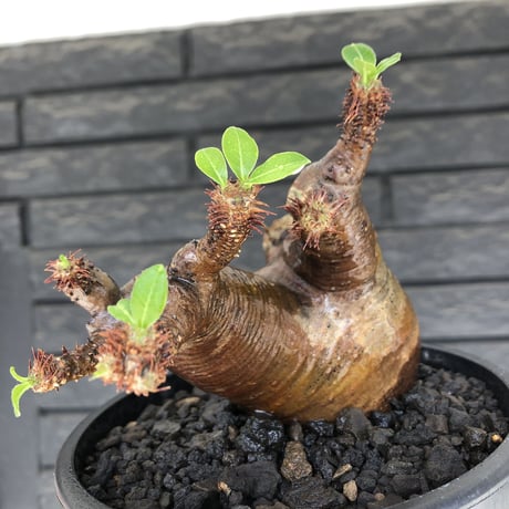 pachypodium  cactipes《M size》極赤肌株※現地球発根済株※店主国内管理4年株※極赤味が強く自己主張強きカクチペス‼︎存在感抜群な選抜株※mad black pot植え