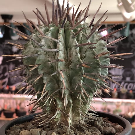 euphorbia horrida《大きめM size》※現地球株発根済※とびきりまん丸な可愛すぎる良樹形‼︎※mad black pot植え