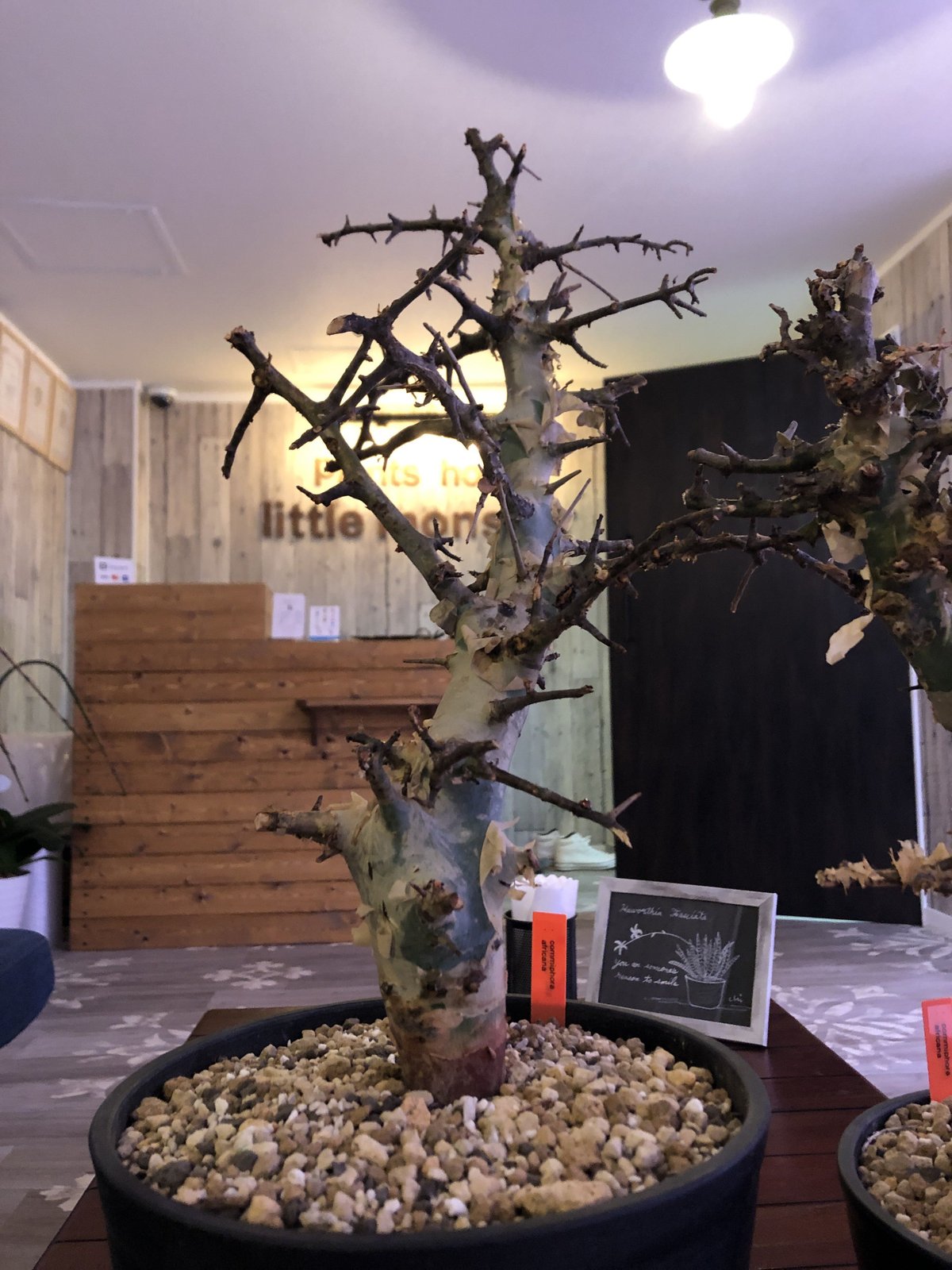 commiphora africana《L size》 | plants holic