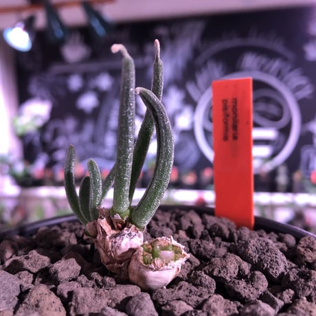 monilaria   pisiformis《SS  size》※現地球発根済株※モニラリア属　（最上位激希少種）※冬型caudex‼︎   ※mad black bowl pot植え
