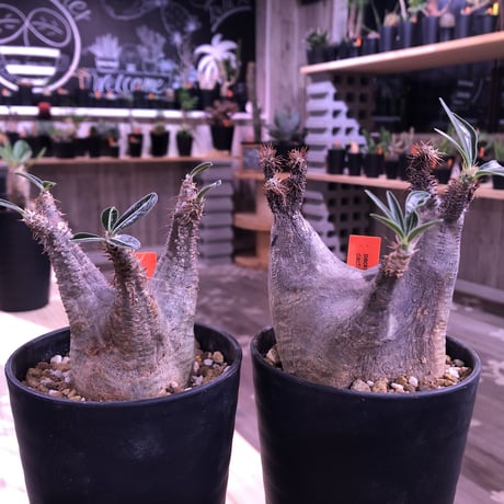 packypodium    cactipes《S size》⚠️未発根株