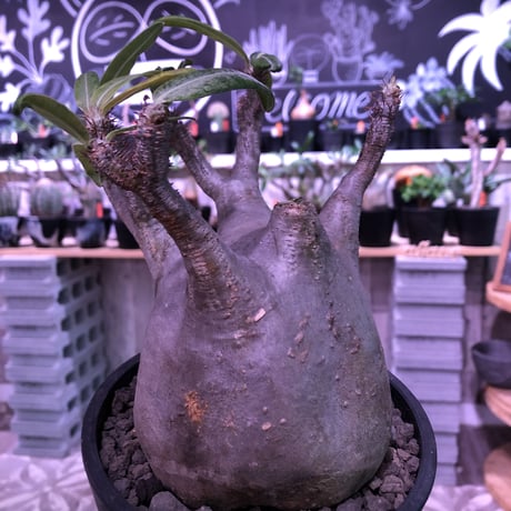 packypodium  gracilius《Ｌsize》※現地球発根済株※愛くるしいでっぷり装いで波打株‼︎短枝でlowなweighedロゼット枝確定株🤩※mad black pot植え