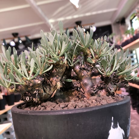 othonna   euphorbioides《L size》black肌※三分頭な最高balance株‼︎ウェイトが下にある堪らない樹形※mad black marble bowl pot植え