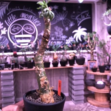 tylecodon  paniculatus《M size》※一番大きく成長する2種類のパニクラーツス‼︎※mad black pot植え　※限定２株