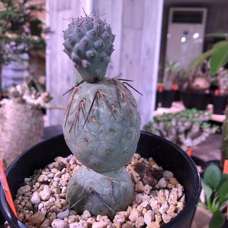 tephrocactus   geometricus《M size》水色肌の可愛い球体
