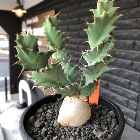 euphorbia  tortioama《M size 》※現地球発根済株※店主国内管理3年株※唸る太い葉と優しい色味の塊根を持つ良質なトルチラマ‼︎※mad black pot植え