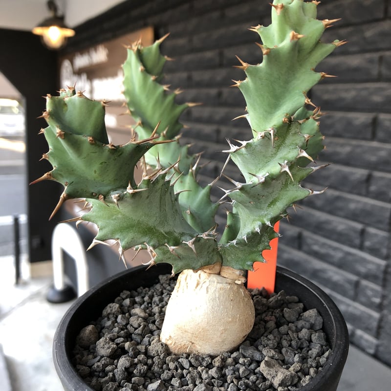 専用　冰雹　ブツブツ　内棘　裏棘　発根済み　8 euphorbia tortioama《M size 》※現地球発根済株※店主国内管理3