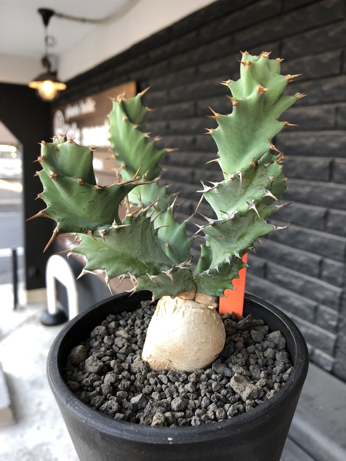 euphorbia tortioama《M size 》※現地球発根済株※店主国内管理3年株