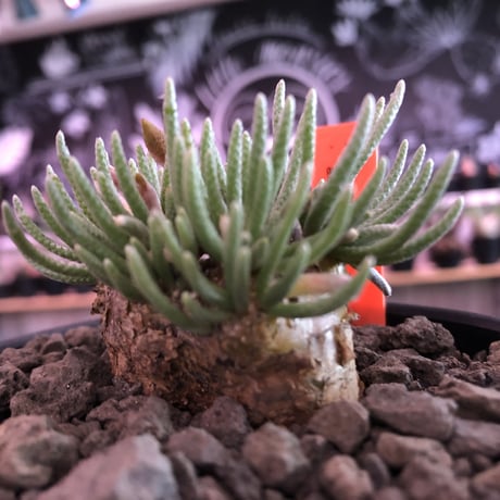 avonia   alstoni 《L L   size》※特化した高さのある大きな塊根を持つアルストニー希少大株No.②※ mad black bowl pot植え