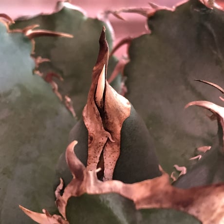agave  titanota  白鯨《M size》※現地球発根済株※最高の鋸歯に幅広肉厚葉が堪らない一株‼︎※mad black pot植え