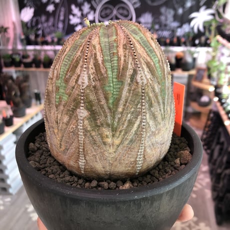 euphorbia obesa《L size》年代物‼︎木質化株‼︎※大変古株のため、頭頂部付近まで木質化したかっこ良く仕上がった一株‼︎※mad black bowl pot植え