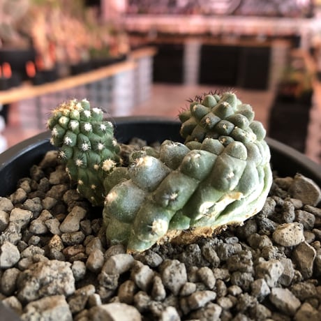 copiapoa   hypogaea《大きめM size》※現地球カキ仔自根株（子株付き）※店主国内管理2年株※良き肌質に優しい黒棘がwild且つ魅力的なヒポガエア※mad black pot植え