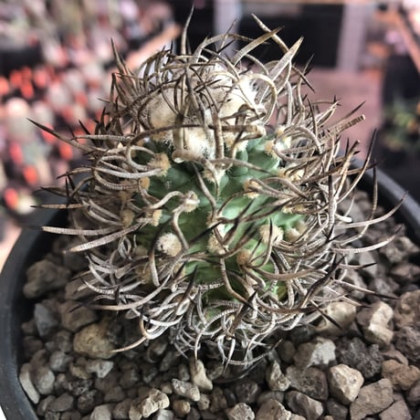 turbinicarpus 昇竜丸《大きめM size》※littmon seed9年株※選抜特選株※ぼってり丸み強き低重心に育ってくれ太黒棘も堪らない一株※mad black bowl pot植え