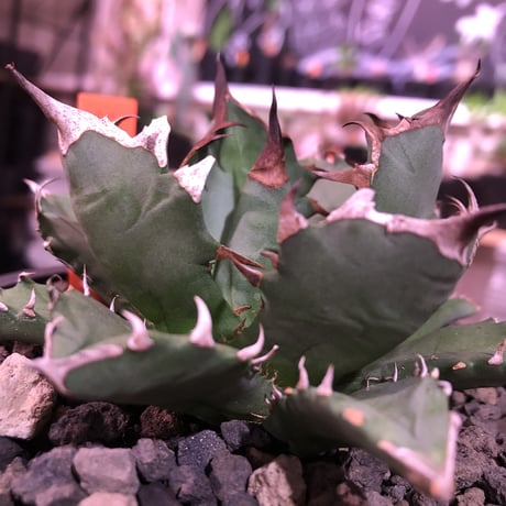 agave     titanota《M  size》Sよりのサイズ感で成熟株の装い   mad  black  pot植え
