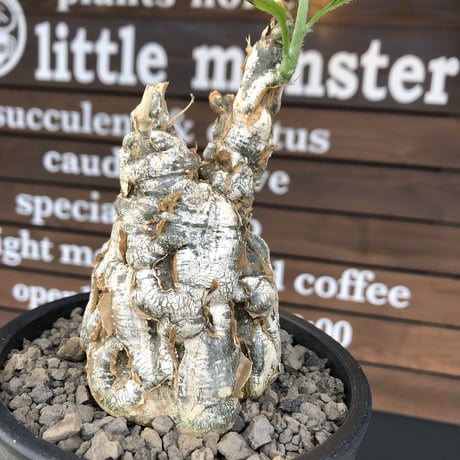 cephalopentandra ecirrhosa《 L size》ゴツゴツ極太株※現地球発根済株※店主国内管理7年株※幹のボコボコ感が強きパキプスかの如く厳つい一株※mad black pot植え