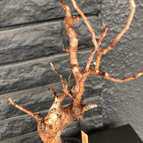 commiphora   monstrosa《 M  size》※現地球発根済み株！落葉後剪定済み‼︎※小振り丈の良きサイズ感‼︎上品な出立ちのモンスト‼︎※mad black pot植え