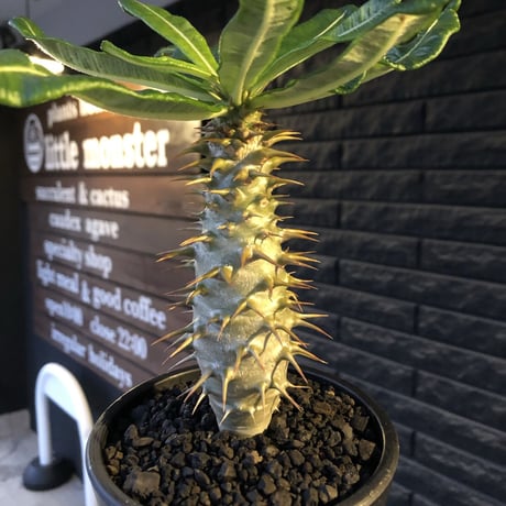 pachypodium  ambongense  littmon seed🌱《大きめM size》希少種※実生でも流通少なき将来有望ぼってり株※mad black pot植え
